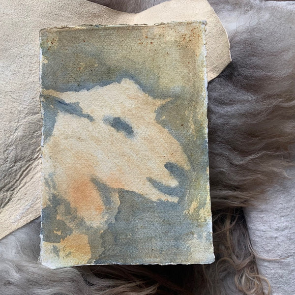 Jason Rosenberg's Sheep